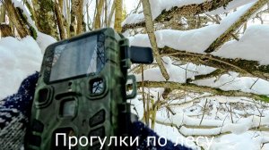Прогулки по лесу.  Еле нашел свою фотоловушку в снежном морозном лесу.