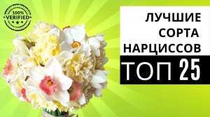 Топ 25 лучших сортов нарциссов на моей ферме