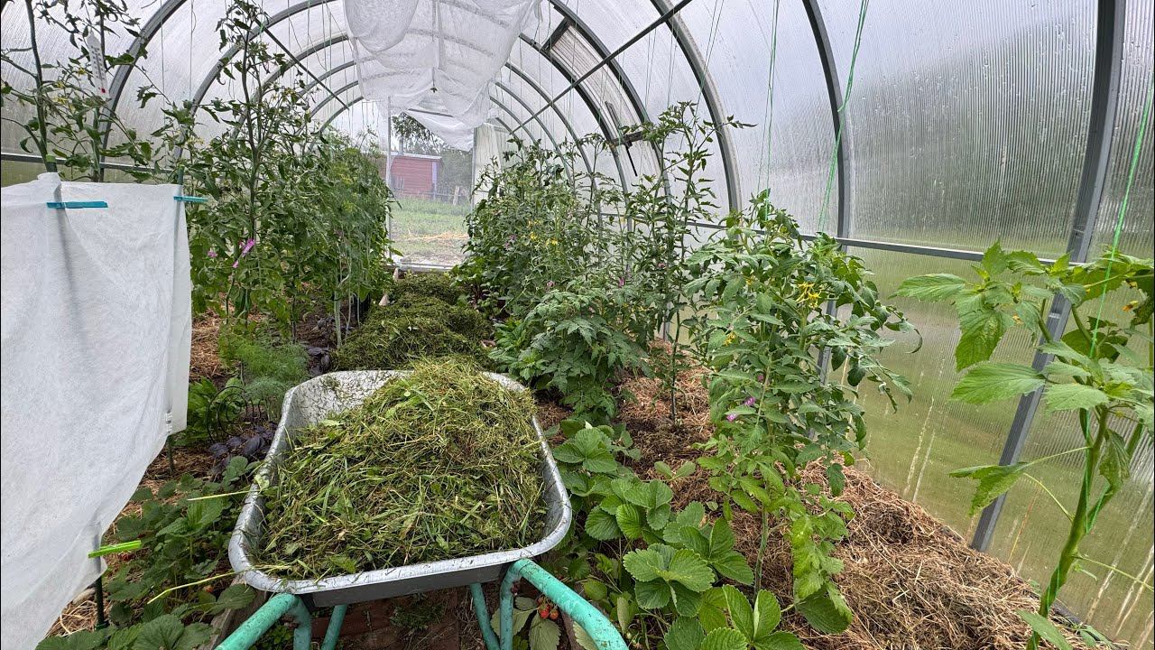 12-13.06.25 Влог: сорнякам - бой, мульчирую всё! и травой, и текстилем. смотреть онлайн