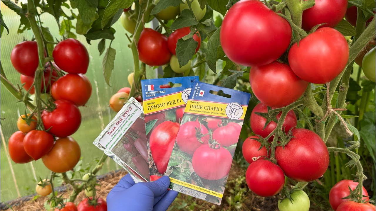 Дегустация гибридов. Обзор теплицы томатов 10.08.25 смотреть онлайн