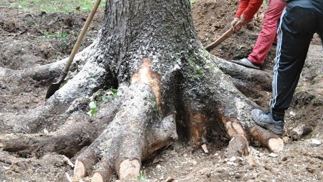ОБАЛДЕТЬ, сколько находок скрывалось под корнями дерева, находки в лесу с металлоискателем смотреть онлайн