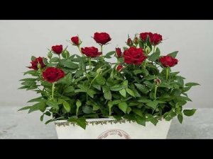 Как сохранить розу мини из горшка. Роза Кордана высаживаем в сад!