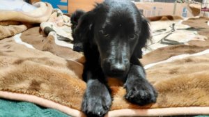 Спаниэлька Чара - здорова!