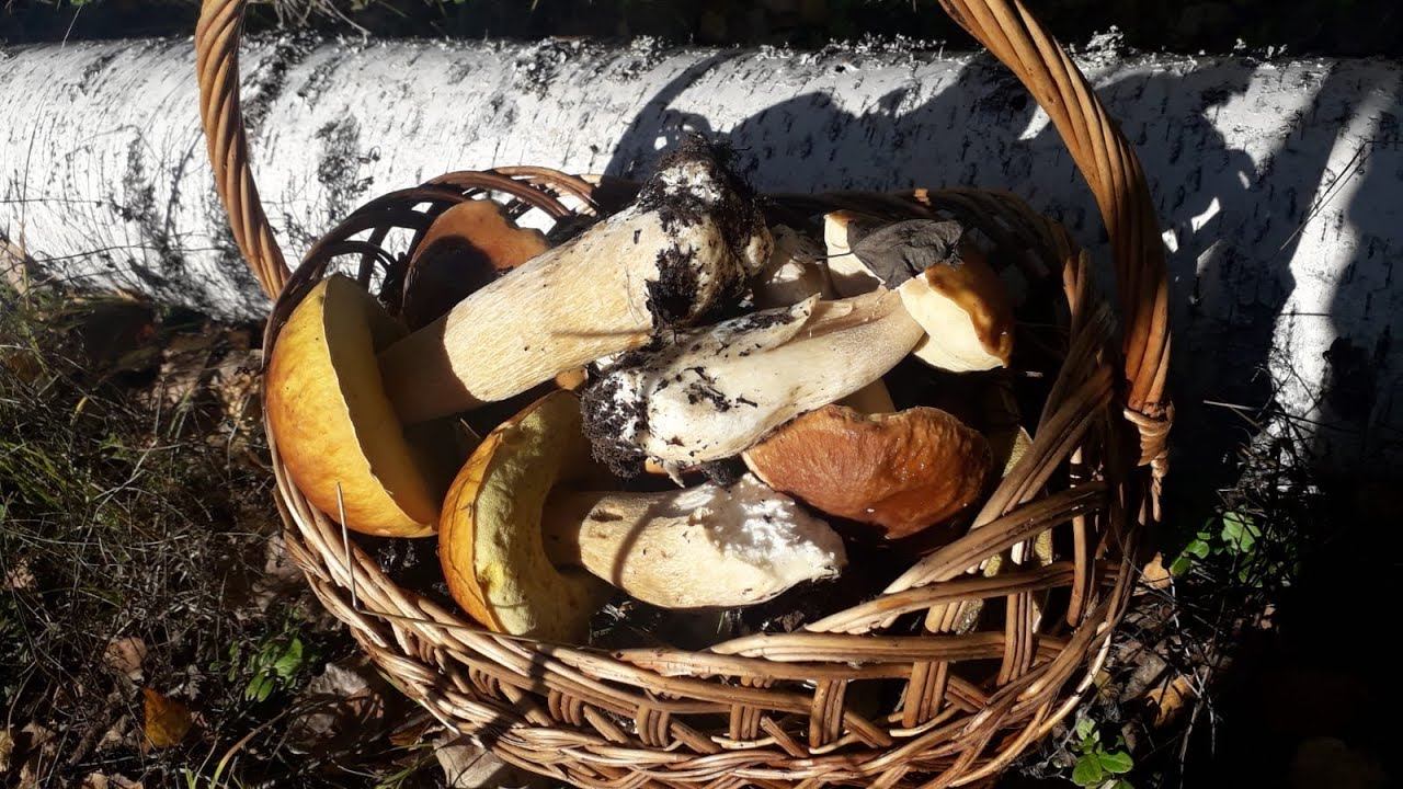 09.10.22 В поисках грибов смотреть онлайн