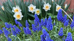 18.05.24 начало отпуска. Много пикировки цветов однолетников.