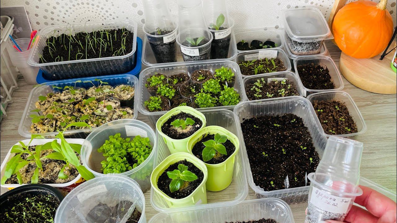 РАССАДА 04.03.23 обзор, ошибки, развитие. смотреть онлайн