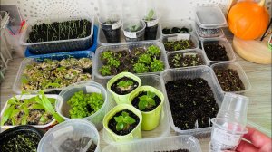 РАССАДА 04.03.23 обзор, ошибки, развитие.