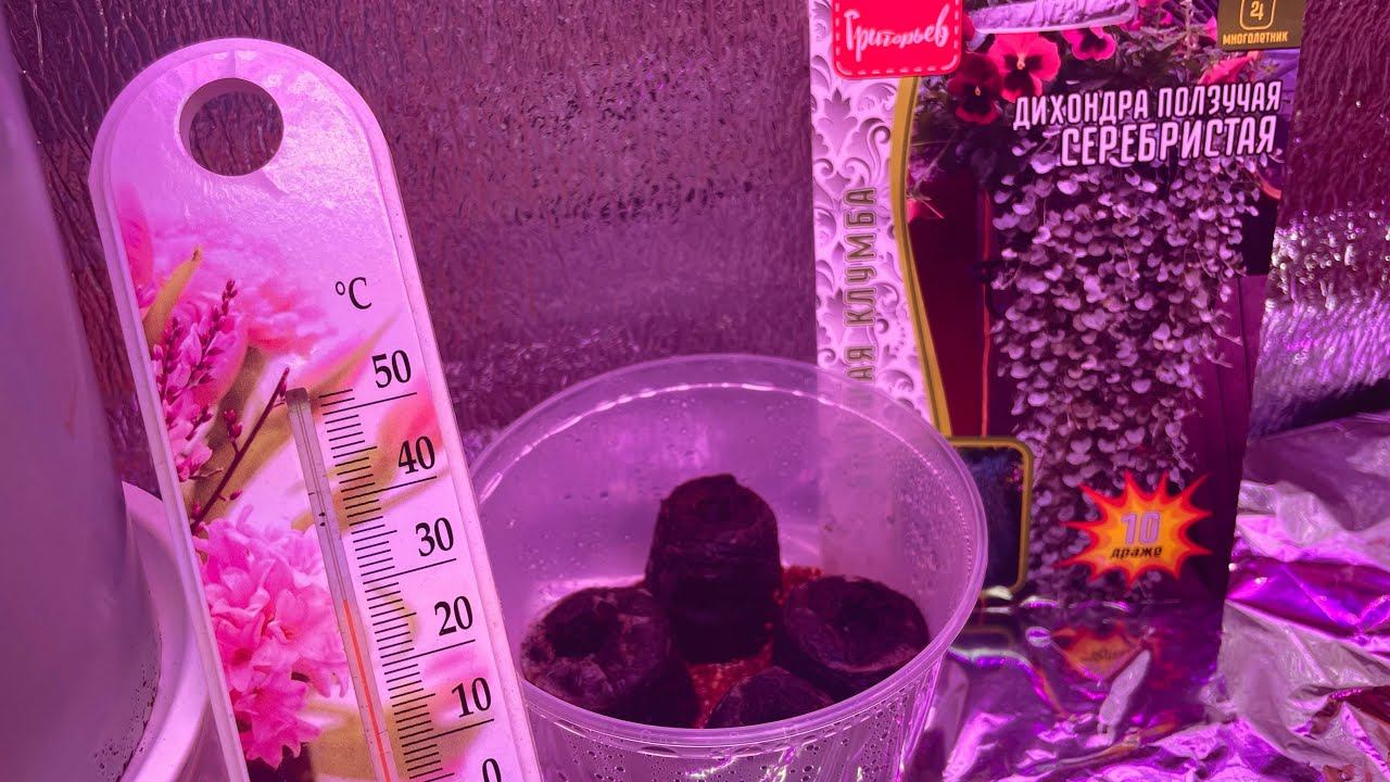 10.01.24 сею ДИХОНДРУ. Нюансы, что любит эта красавица. смотреть онлайн