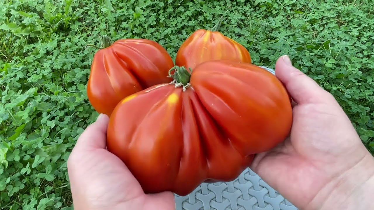 Самые лучшие томаты сезона 2022 в моей теплице смотреть онлайн
