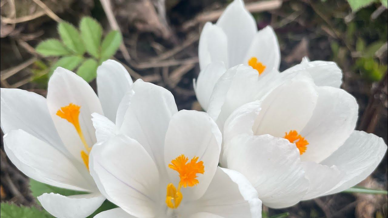 19.04.24 Влог: везу в деревню огромные томаты))) всходы в теплице смотреть онлайн