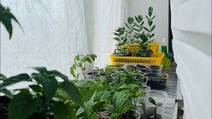 15.03.25 в огороде мыши сгрызли розу, в квартире рассада. Обо всем