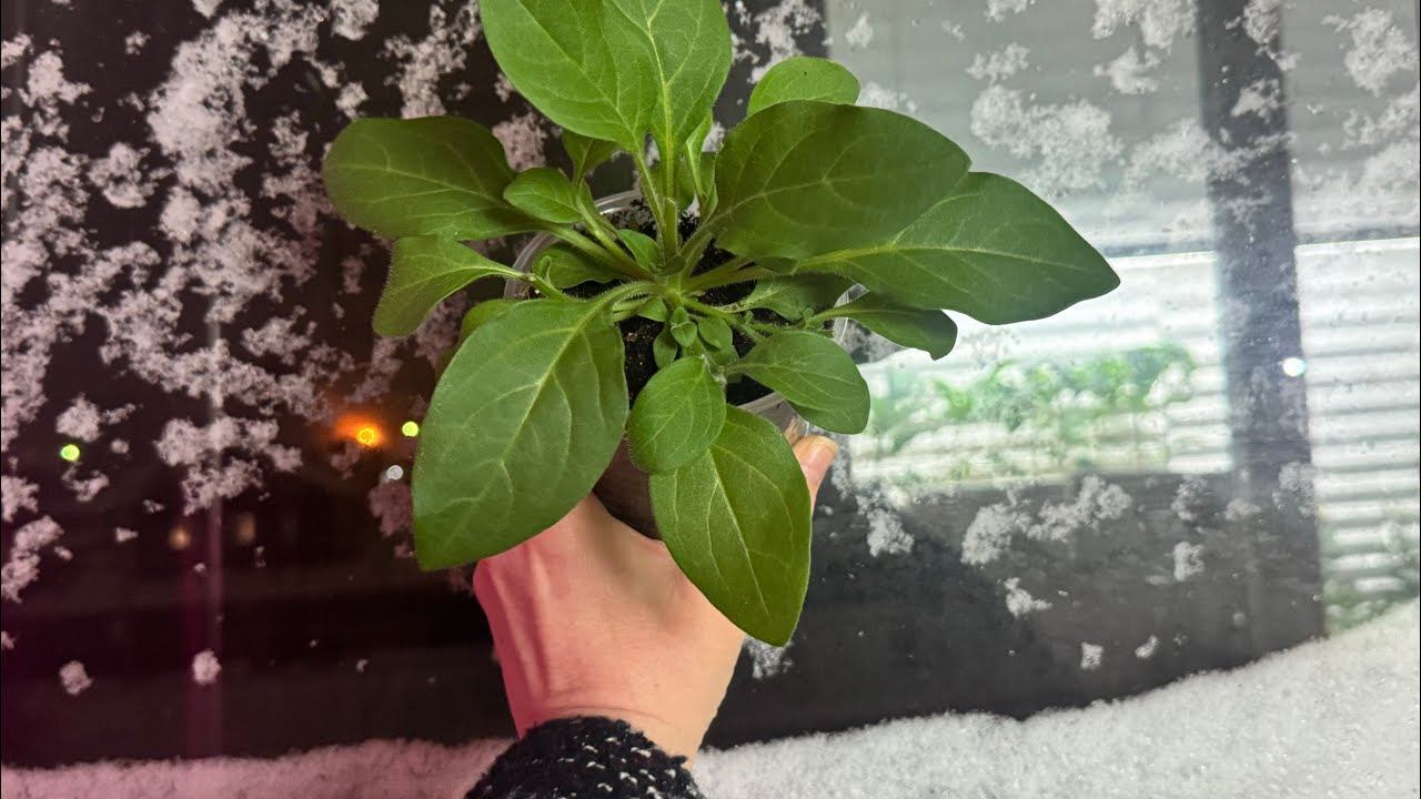 08.04.25. ЗИМА. Формировка ПЕТУНИИ смотреть онлайн