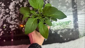 08.04.25. ЗИМА. Формировка ПЕТУНИИ