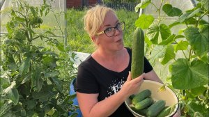 Хроника одного вечера 9.07. Огурец зозуля огромный! Обзор посадок. Что на ужин?)