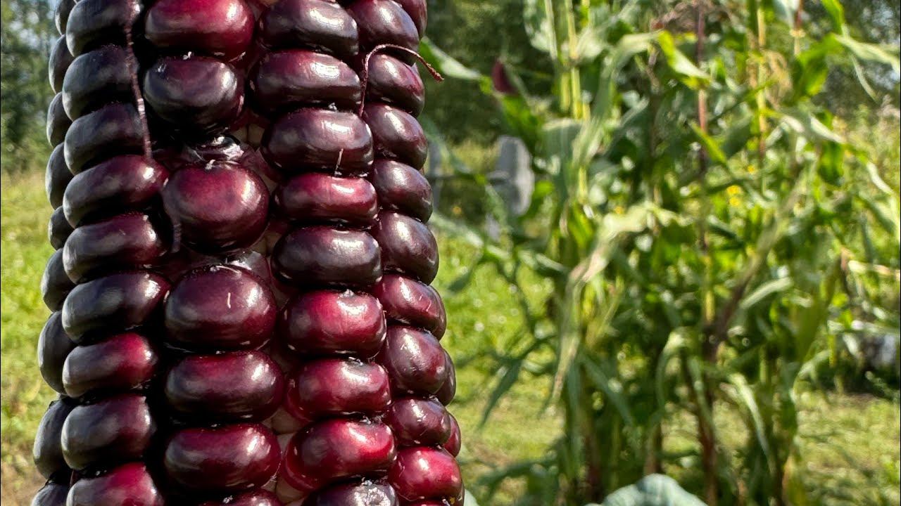 Отпуск в деревне. Часть вторая: кукуруза, картошка, массовые сборы томатов и перцев! смотреть онлайн
