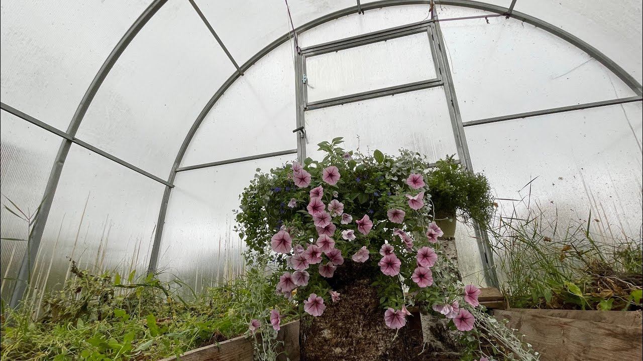 Влог 24.09.22 дождливый день в теплице, а в лесу грибы смотреть онлайн