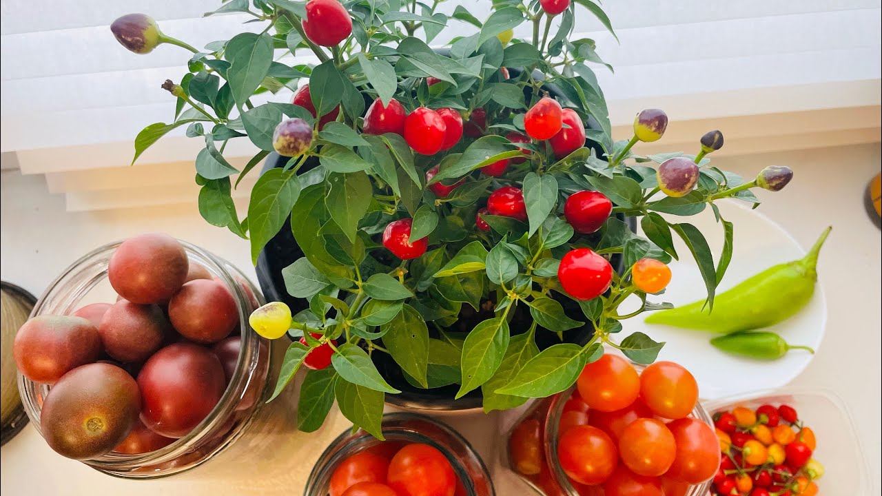 Влог 30.09.23 как дозариваются помидоры, острый перец на окне, садовые планы, обзор смотреть онлайн