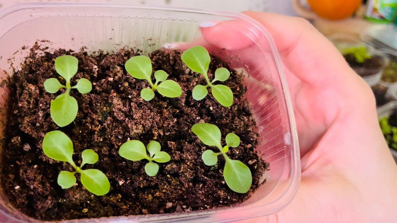 11.03.23 РАССАДА ревизия, стрижка лобелии, развитие в квартире смотреть онлайн