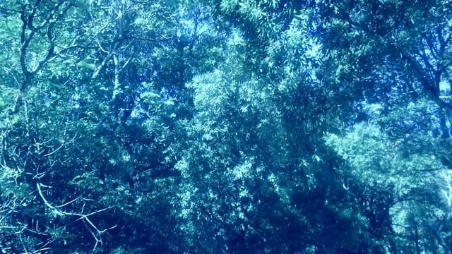 Андрей_Сапунов - лети я песню допою. смотреть онлайн