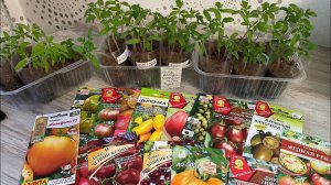 Всхожесть ТОМАТОВ из цветных пакетиков. Аэлита, Гавриш, Семена Алтая, Поиск, Вкуснотеево.