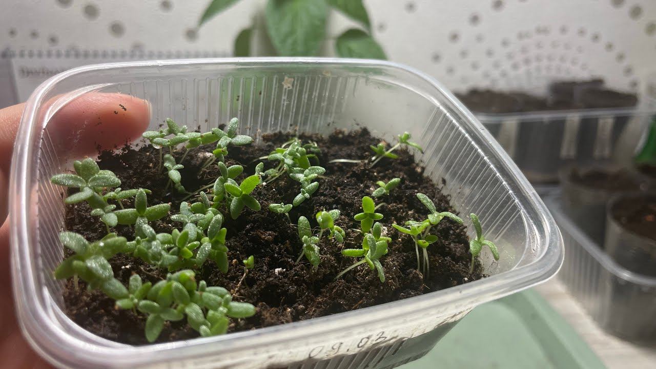 Мезембриантемум. ПИКИРОВКА Хрустальной ромашки. смотреть онлайн