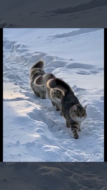 Сибирские котята от питомника Fulfilled Desire