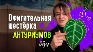 Обзор 6-ти моих АНТУРИУМОВ без теплицы и увлажнителя: Кристаллинум, Кларинервиум, Сирих и другие