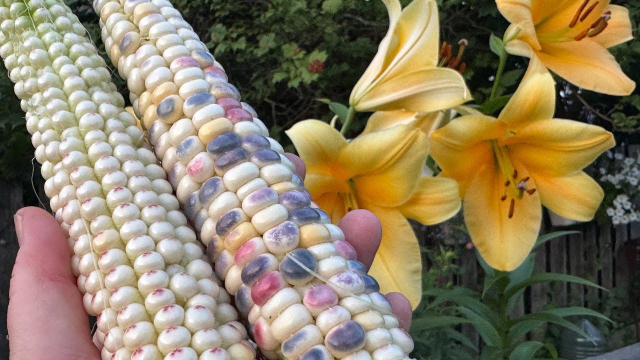 01.08.25 огородный влог: жара и кладоспориоз, как так? Кабачок лопнул смотреть онлайн