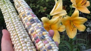 01.08.25 огородный влог: жара и кладоспориоз, как так? Кабачок лопнул