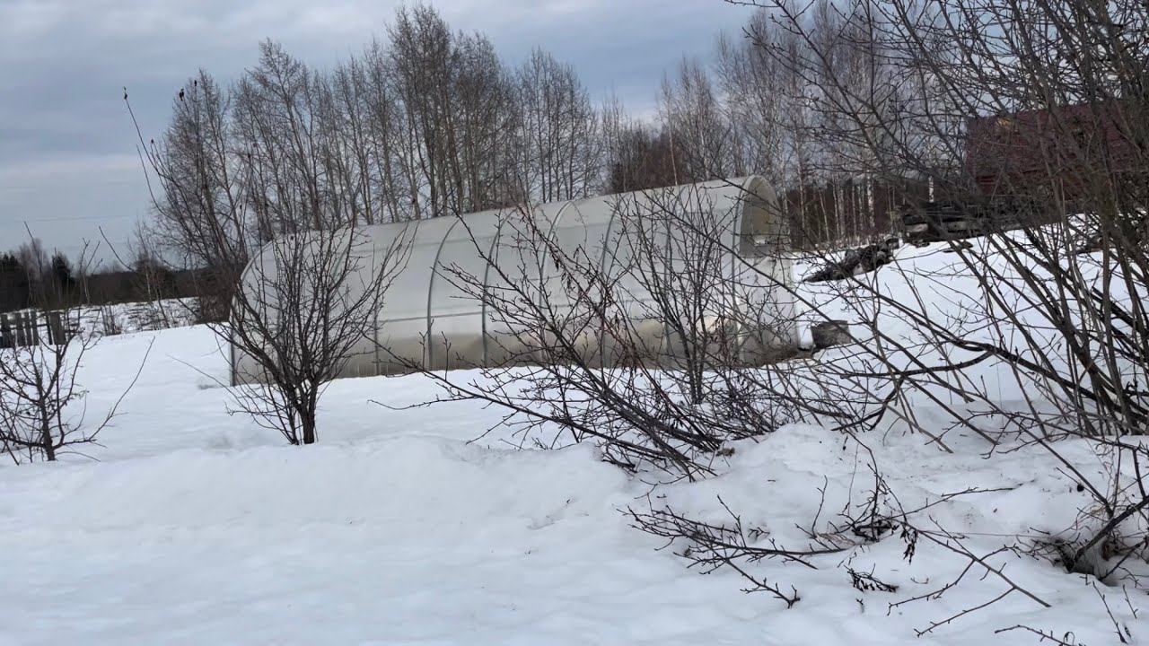 29.03.24 СЕЗОН ОТКРЫТ снега полно, а рассада колосится! смотреть онлайн