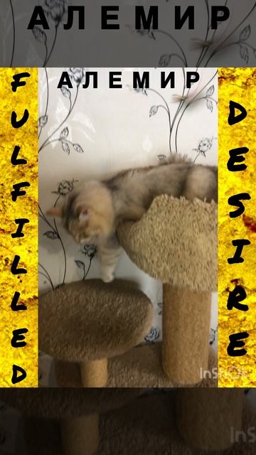 Сибирские котята от питомника Fulfilled Desire