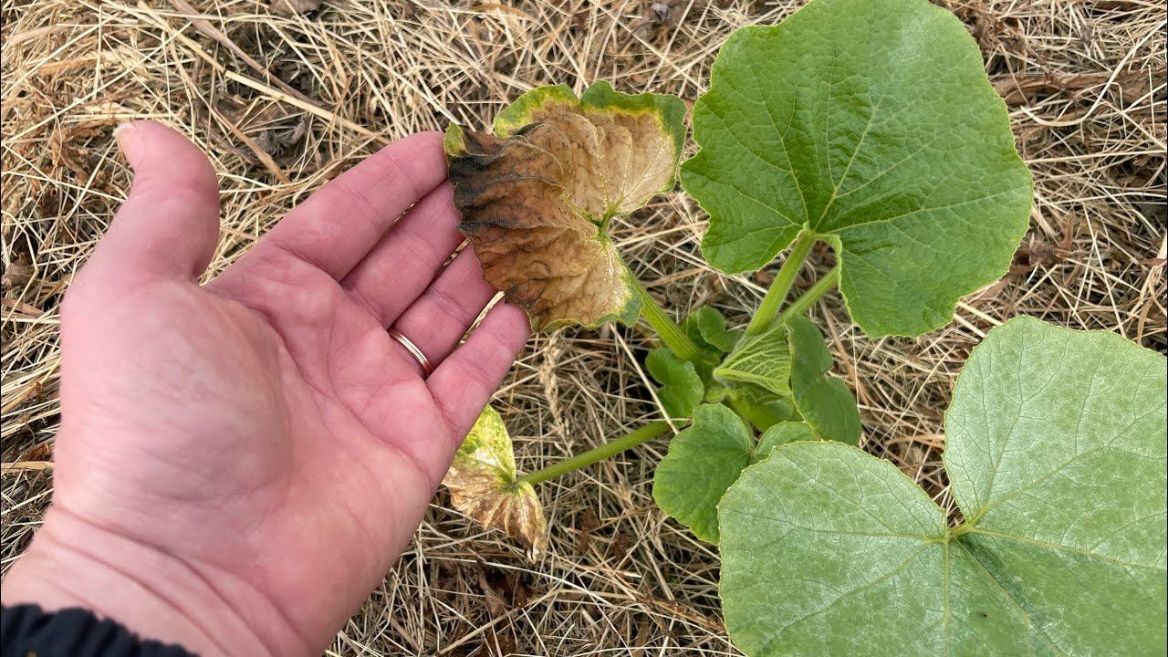 23.06.23 нет я не плачу и не рыдаю! смотреть онлайн