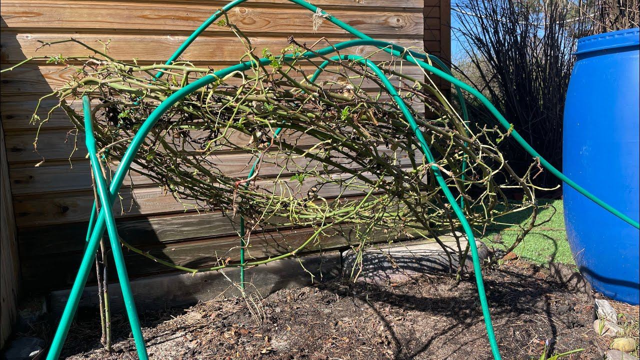 01.05.23. Размотала плетистую розу, опять сажаю - рассаду сберегаю. Мир, Труд, Май!⭐️⭐️⭐️ смотреть онлайн