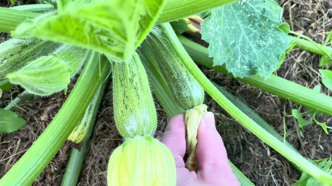 22.07.23 Влог. Дела огородные, томаты в теплице и на улице, заболел баклажан, а в лесу грибы. смотреть онлайн