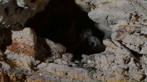 Дикая природа Крыма. Птицы Крыма. Сипухи 25 мая 2025