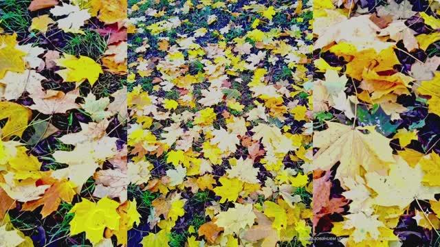 Бабье лето (House)