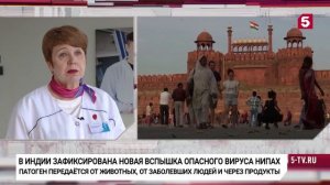 Вирусолог ДВФУ Галина Компанец рассказала, чем опасен вирус Нипах. Сюжет Пятого канала