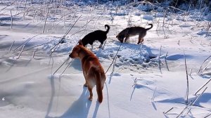 Сериал Пёс на Марсе 78 серия VID_20260128_122946