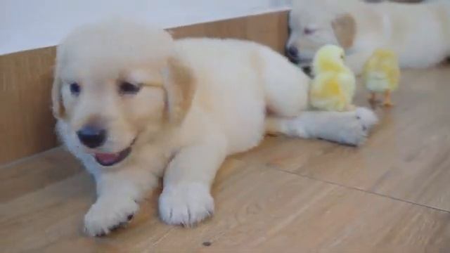 Щенок золотистого ретривера подружился с цыплятами всего за 10 минут смотреть онлайн