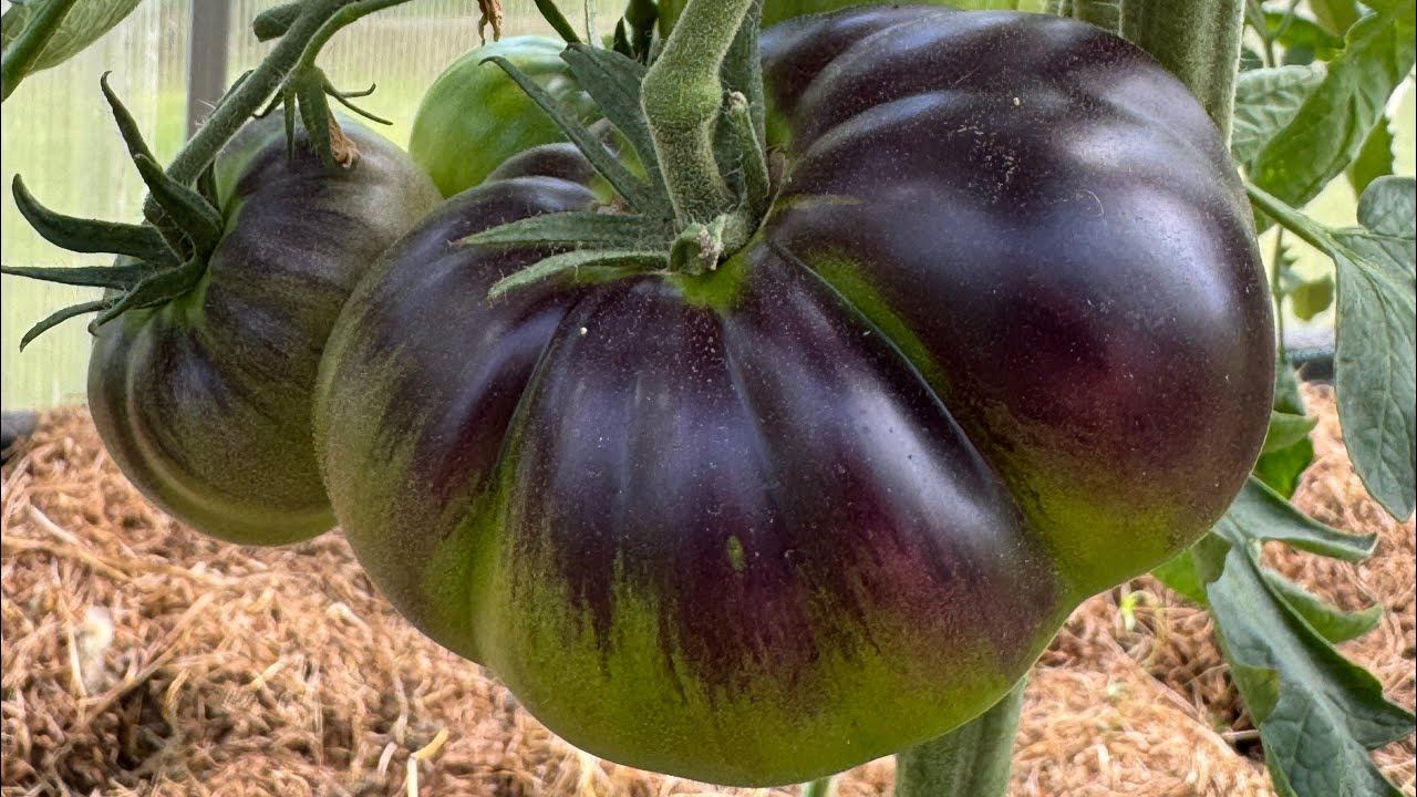 ТОМАТЫ. Обрезка листьев, защита, обзор сортов на 20.07.2025 Ярославская область смотреть онлайн