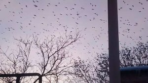 Скворцы улетают на юг частями VID_20260128_170708