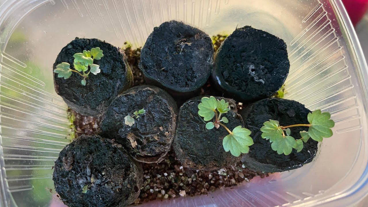 Спасение ЗЕМЛЯНИКИ от зеленого налета, от гибели в таблетках смотреть онлайн