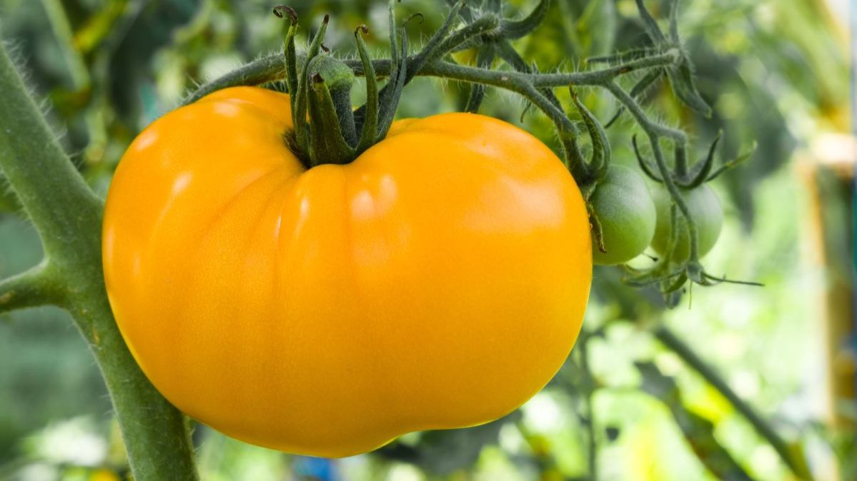 Хиты среди томатов смотреть онлайн