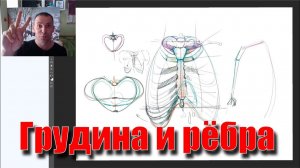 Грудина и рёбра. Пластическая анатомия. - А. Рыжкин