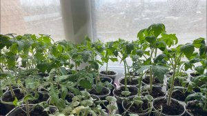 Рассада 10.04.22 НА ОКНАХ в квартире