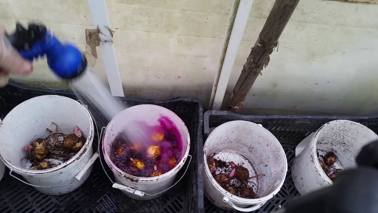 Посадка лилий для продажи  летом.