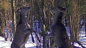 танец оленей в зимнем лесу