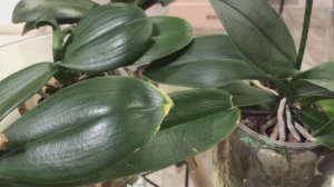 Орхидея с цветоносом из точки роста. Как пробудить рост детки.  Удобрение у нас под ногами!