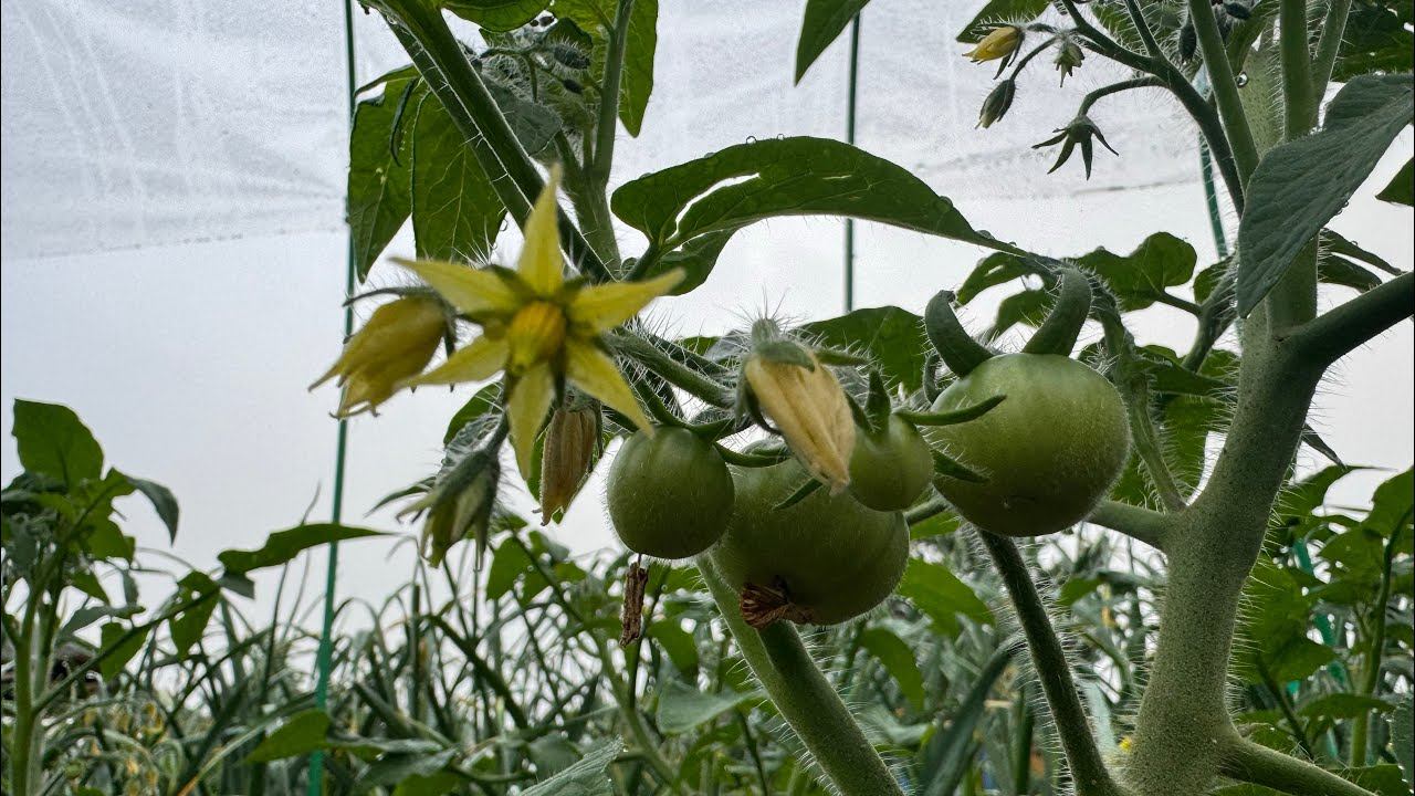 14.06.24 Влог: формирую ТОМАТЫ НИЗКОРОСЛЫЕ, огород после ЛИВНЯ! смотреть онлайн