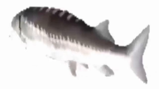 лосось плавающий крутится под музыку б##ть смотреть онлайн